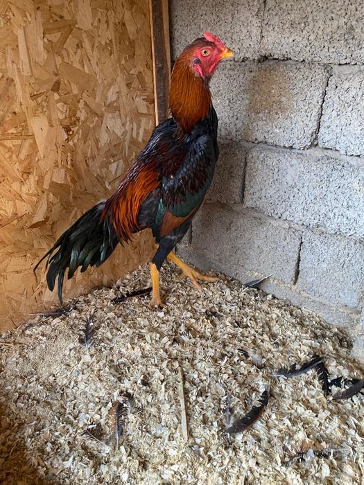 Дакан кораз есть