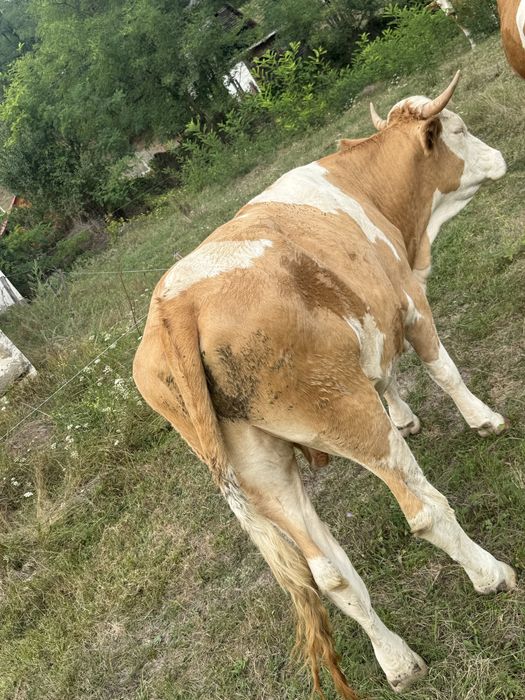 Vând junci de 3 ani