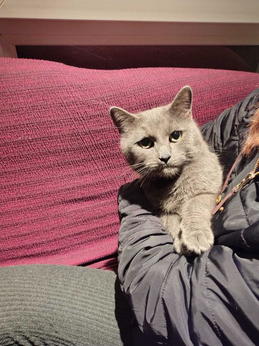 Късокосместа Британка