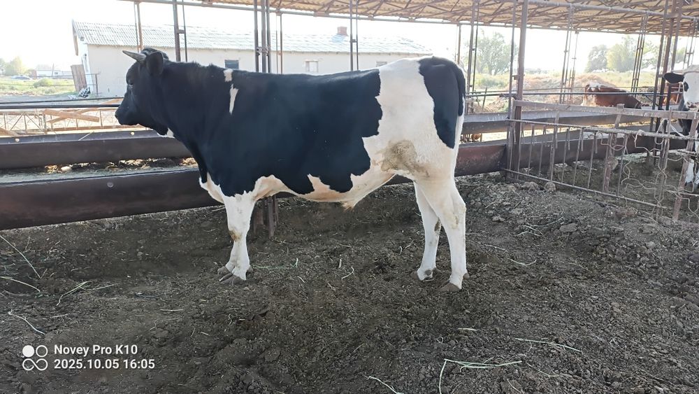 Тозза конли голштин Хугиз сотилади