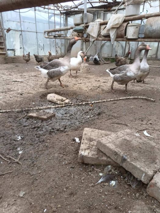 Лебедови Гъски - добре гледани