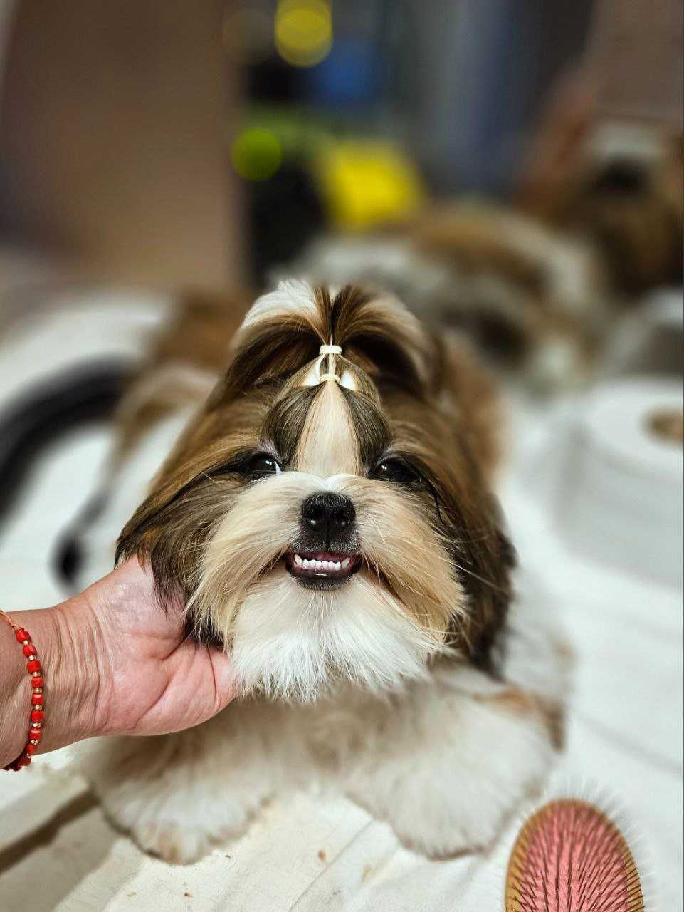 Shih Tzu băiat 6,5 luni