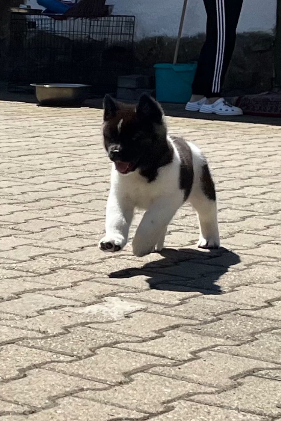 Akita American Cu Pedigree De Tip A