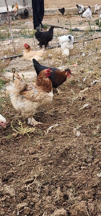 Brama tovuqlar va oddiylari sotiladi tovuqlar tuxumda narxlari har xil