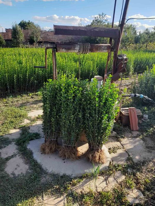Лигуструм (ligustrum)