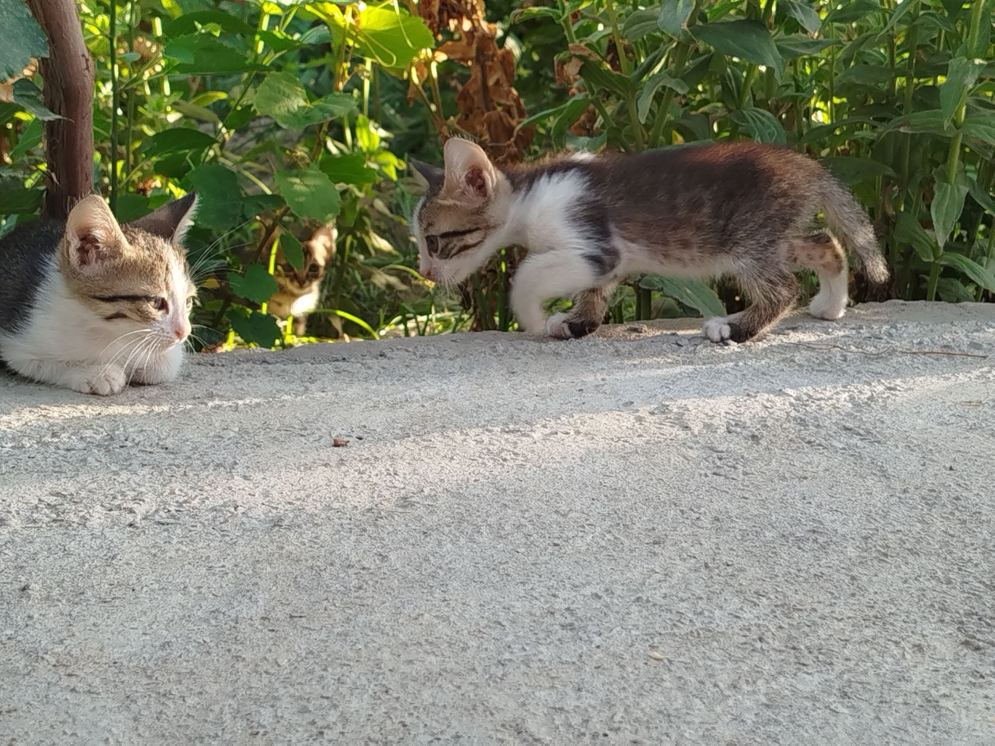 Mushuk bolasi 2oylik hadiyaga