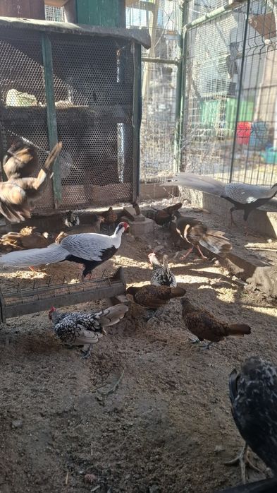 Fazani argintii 1+3-4