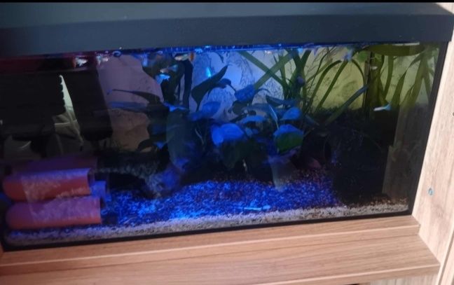 De vânzare acvariu de la AQUAEL echipat cu tot acvariul este de 60×30×