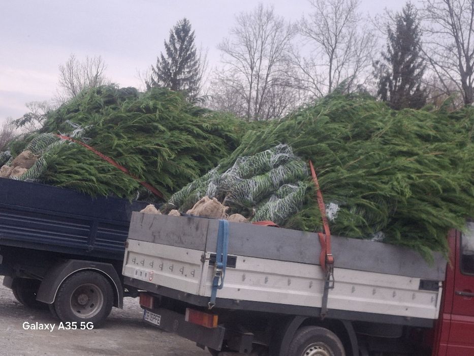 Tuia leylandii chiparos la oferta