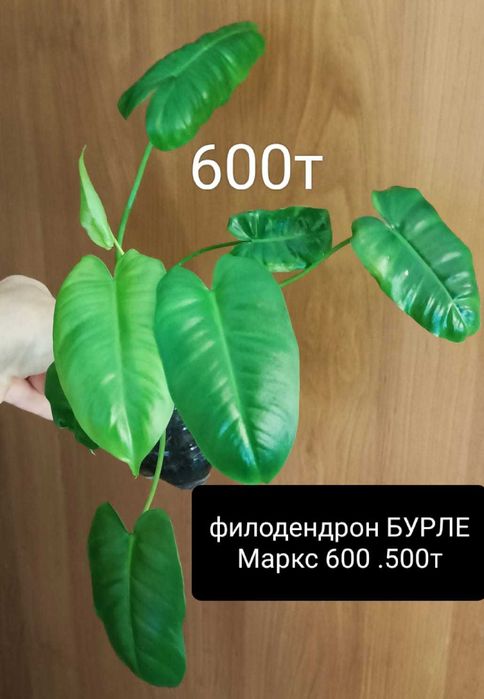 Продам красивый цветок цветет постоянно