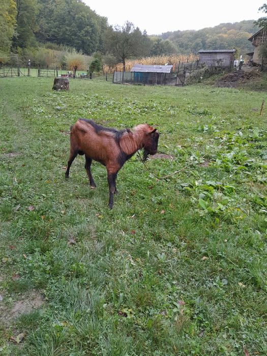 Țap Alpina Franceza