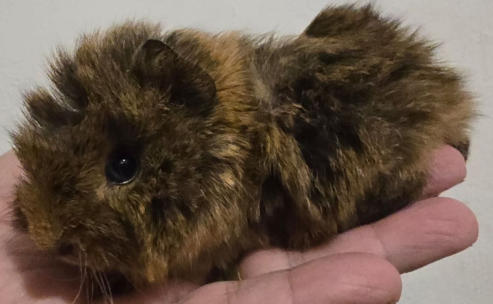 Porcusori de guineea