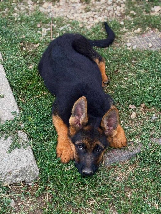 Pui Ciobanesc German Cu Pedigree