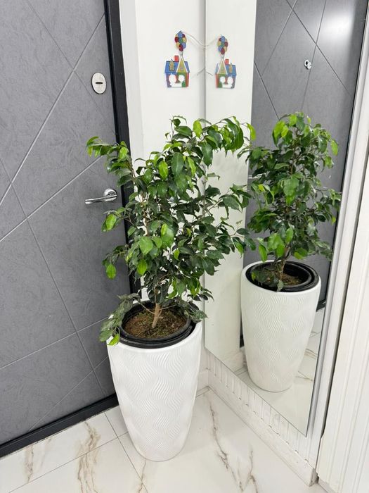 Продам цветы Фикус
