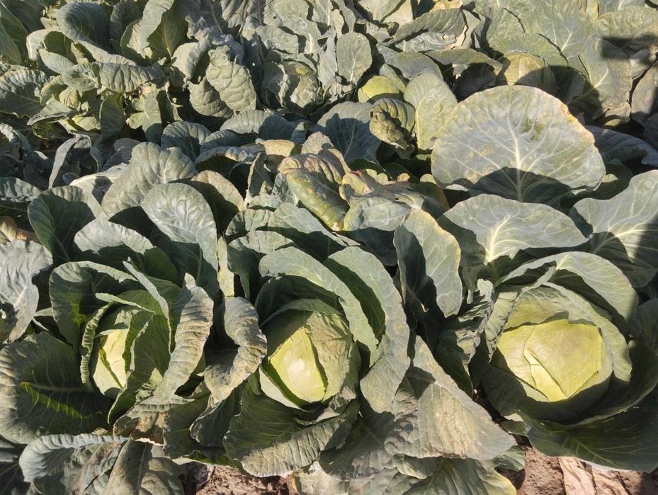 Продавам Българско Зеле Ергенско