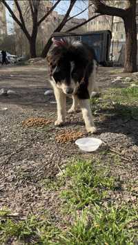Найдена собака Алматы