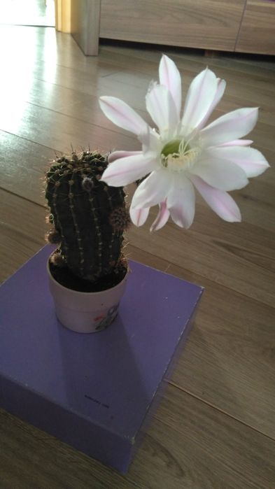 Кактусы , суккуленты и др. комнатные растения.