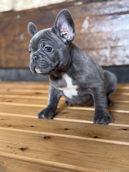 Bulldog francez Blue F