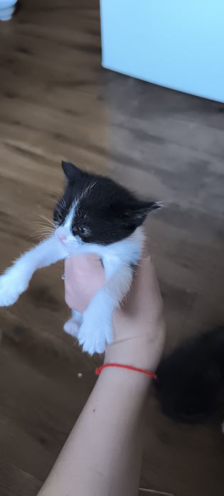 Котята 1,5 месаца