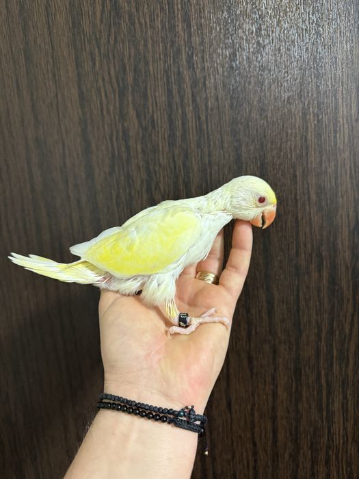 Papagali puiuti obisnuiti cu copiii micul alexsndru alexander