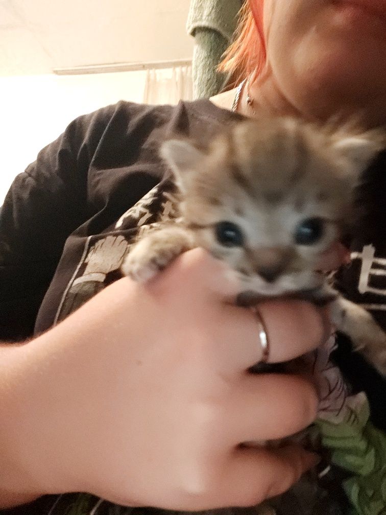 Котята вислоухие