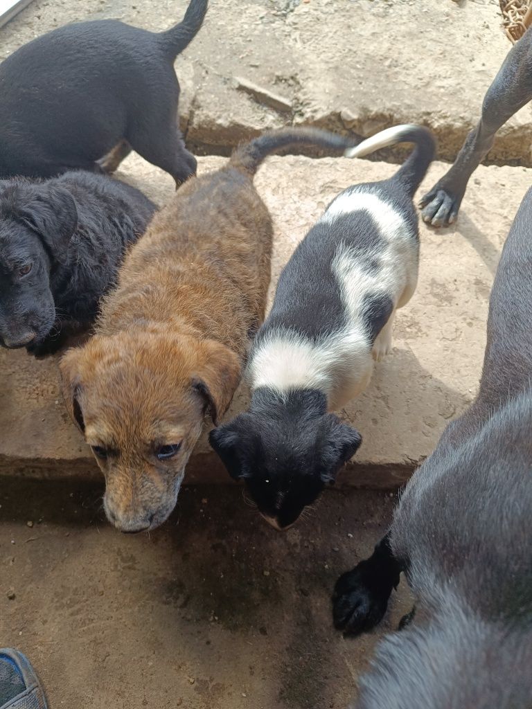 Donez 5 căței mix labrador cu alt câine,cresc mari