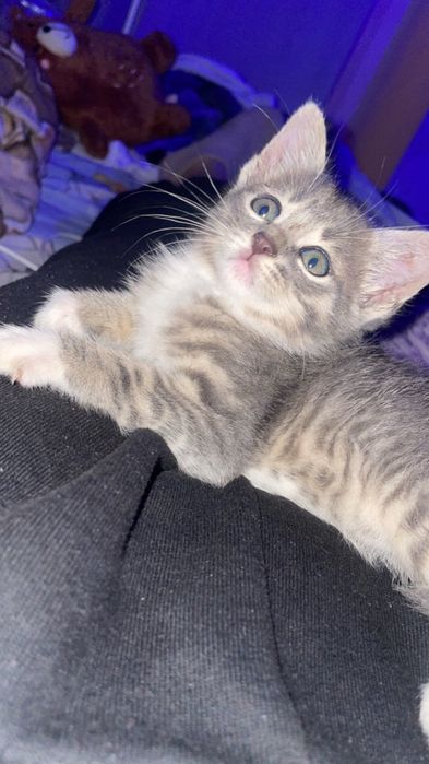 Motan  spre adoptie cat mai repede