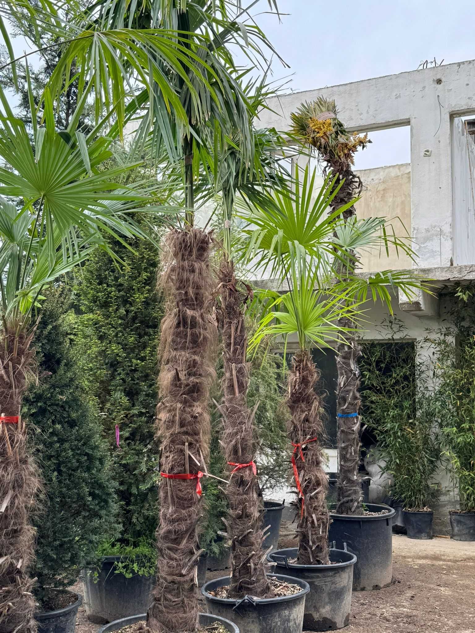 Trachycarpus Fortunei – Palmierul care rezistă iarna!