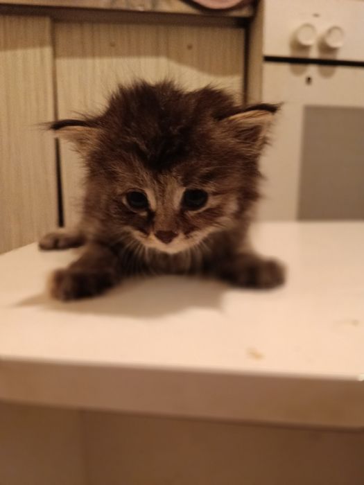 Отдам котят в добрые руки