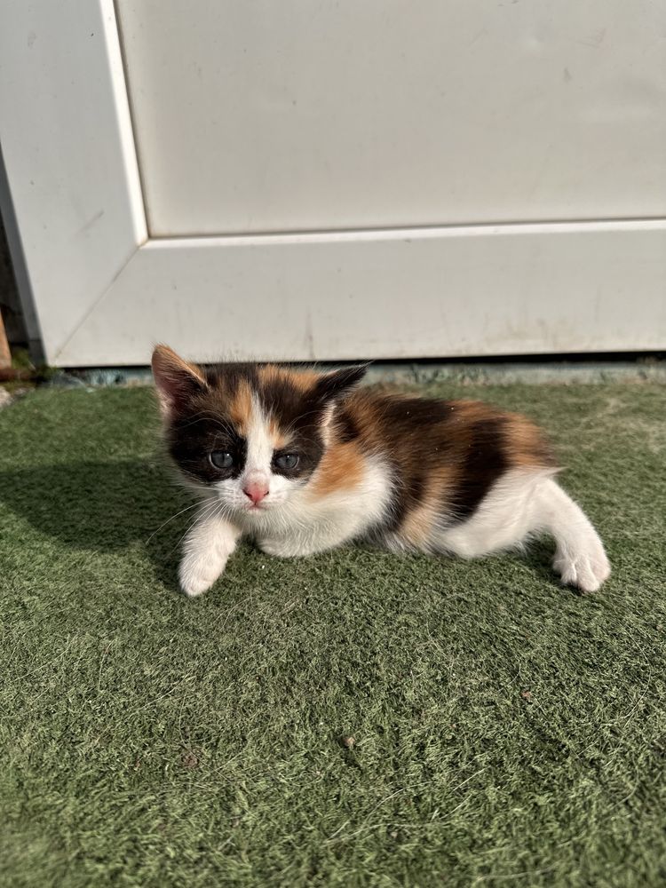 Отдам котят в добрые руки