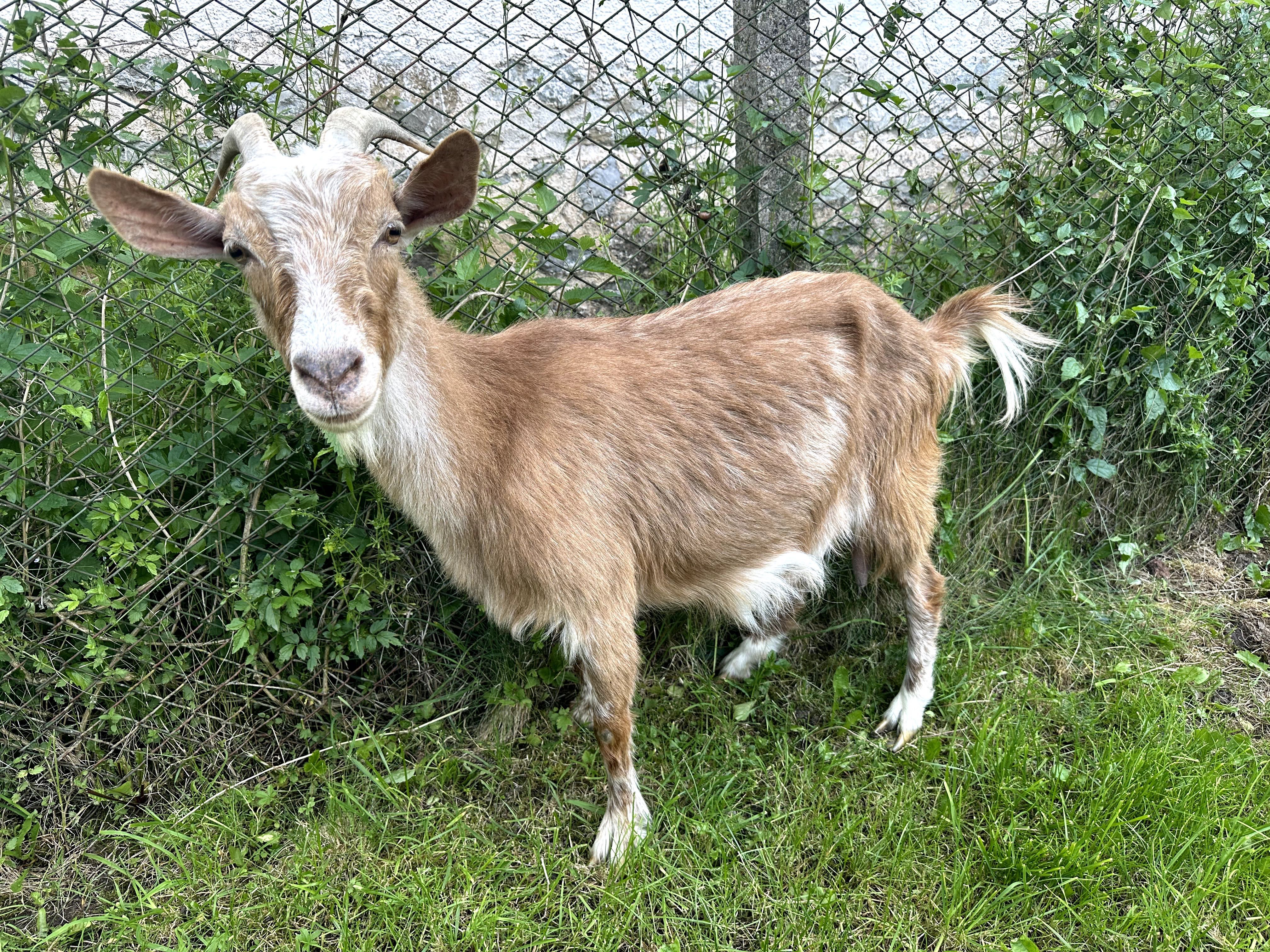 Продавам 8 броя кози