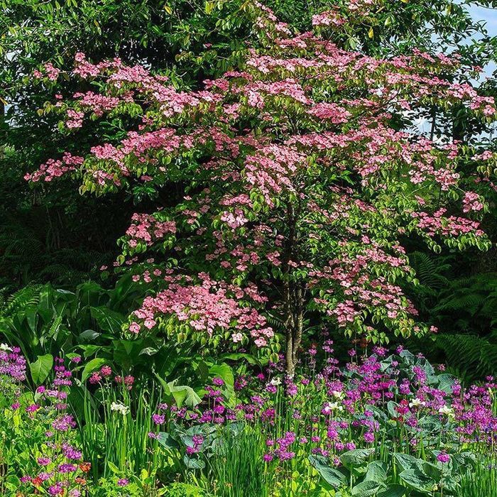 Pomi Ornamentali (Corn Chinezesc )