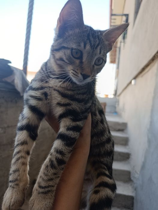 Отдам даром, котенок девочка и мальчик