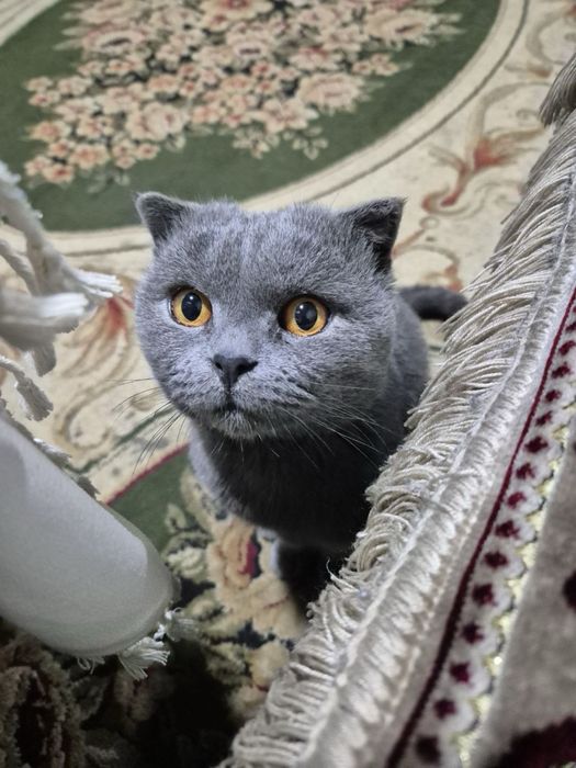 Мушук сотилади