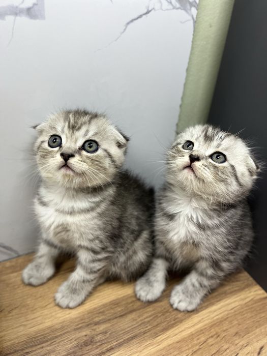 British shorthair chinchilla cat 2 oylik