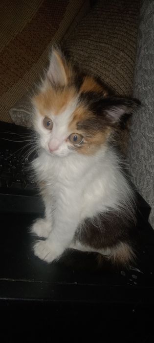 Котятки ищут дом и добрых людей
