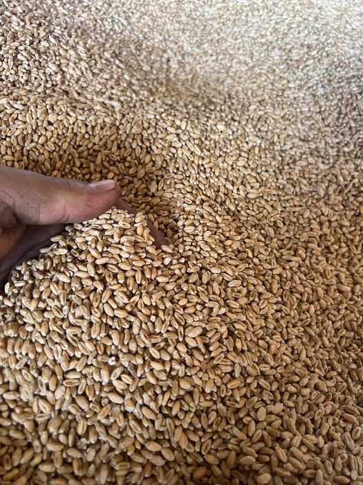 Vand grau de samanta Rubisko c1