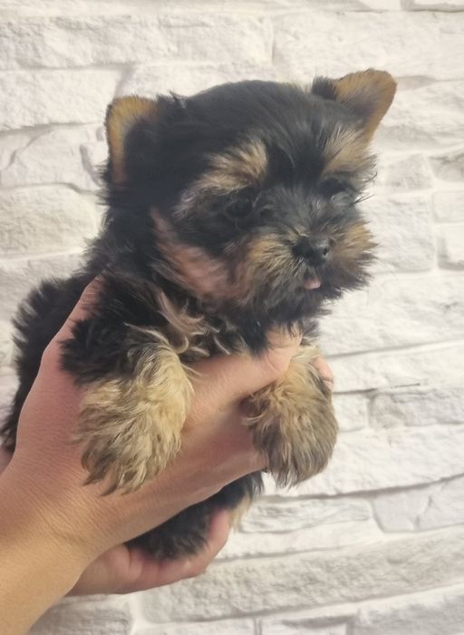 Йоркширски Териер МИНИ