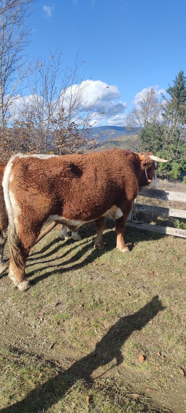 Vând boi buni de lucru și cuminți