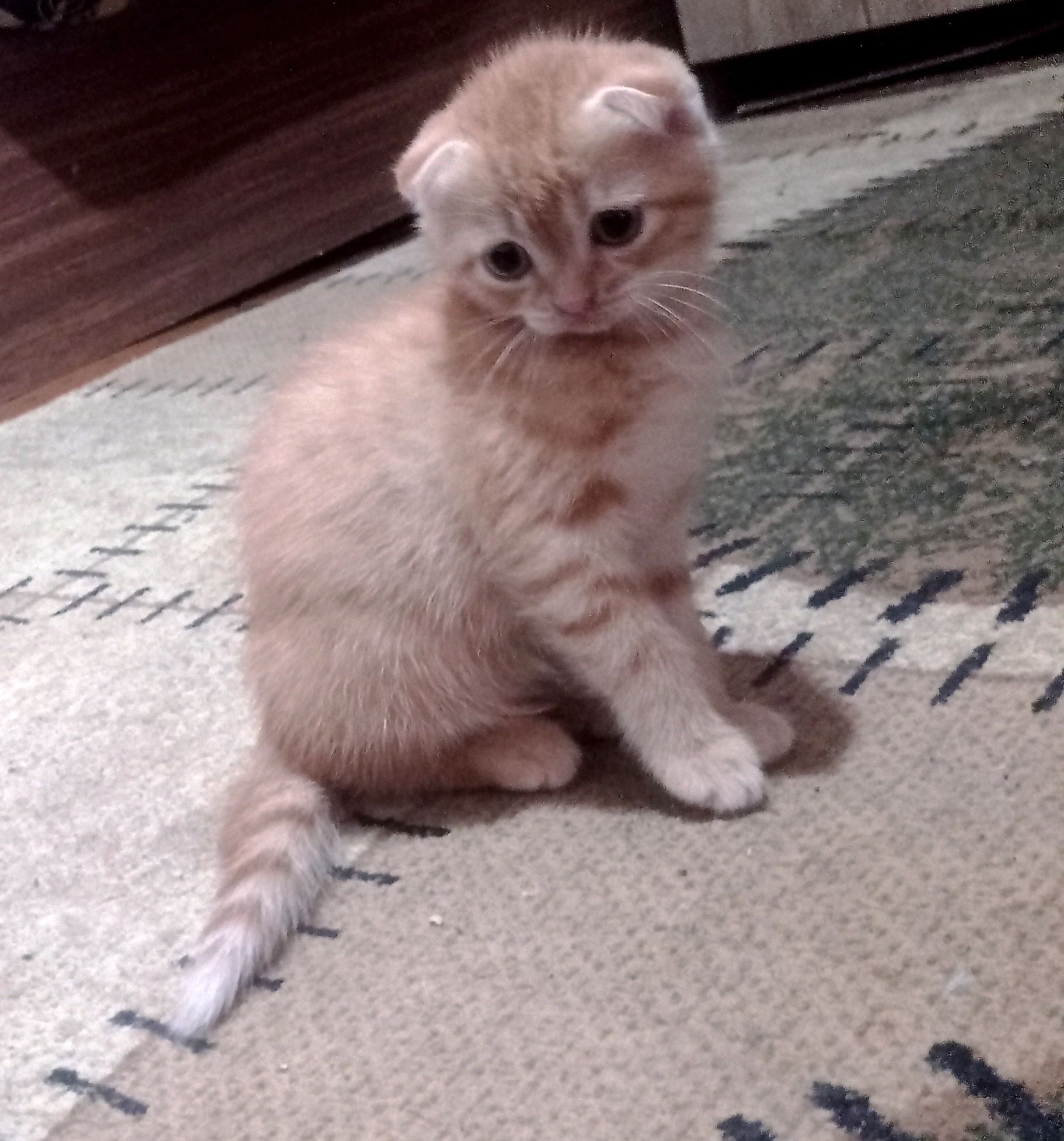 Продам породистых котят скоттиш фолд.
