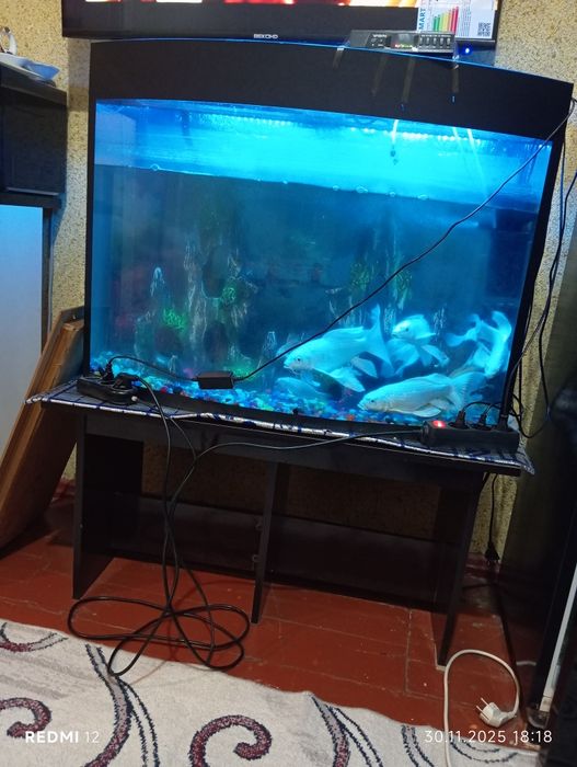 Коя баликлар сотилади