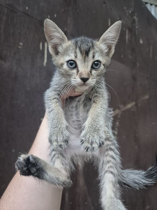 Отдам котят в хорошие руки