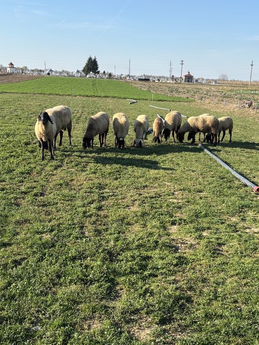 Vând berbec carabaș