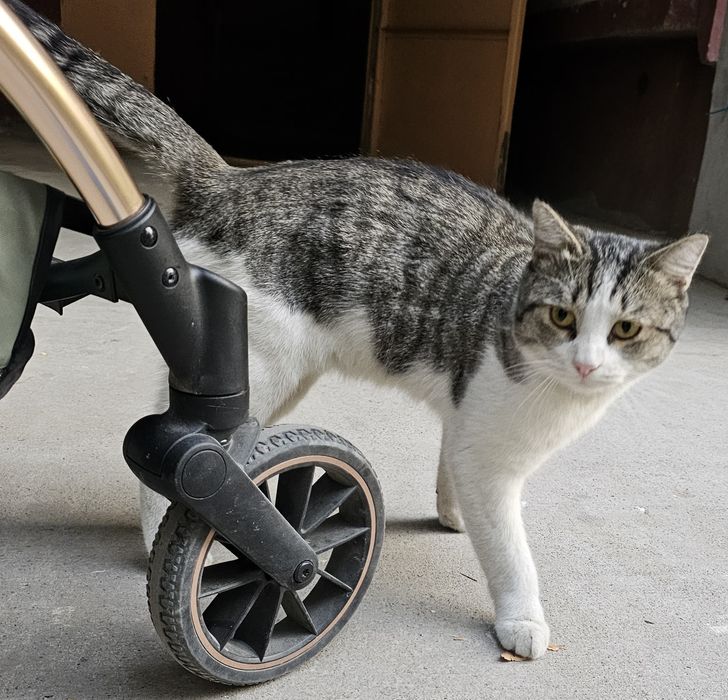 Кот в Добрые Руки!!!