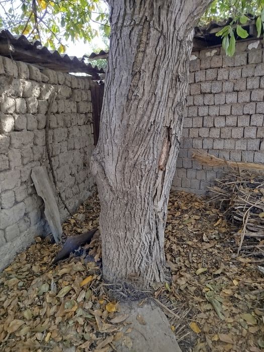 Дерево орех и два дерева yрюка, ёнғок дарахт ва иккита ўрик дарахти