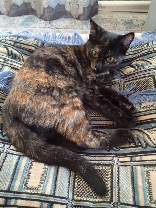 Отдам котенка 3 месяца