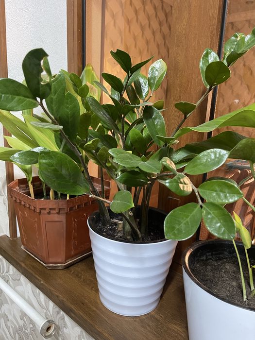 Продаётся цветы.