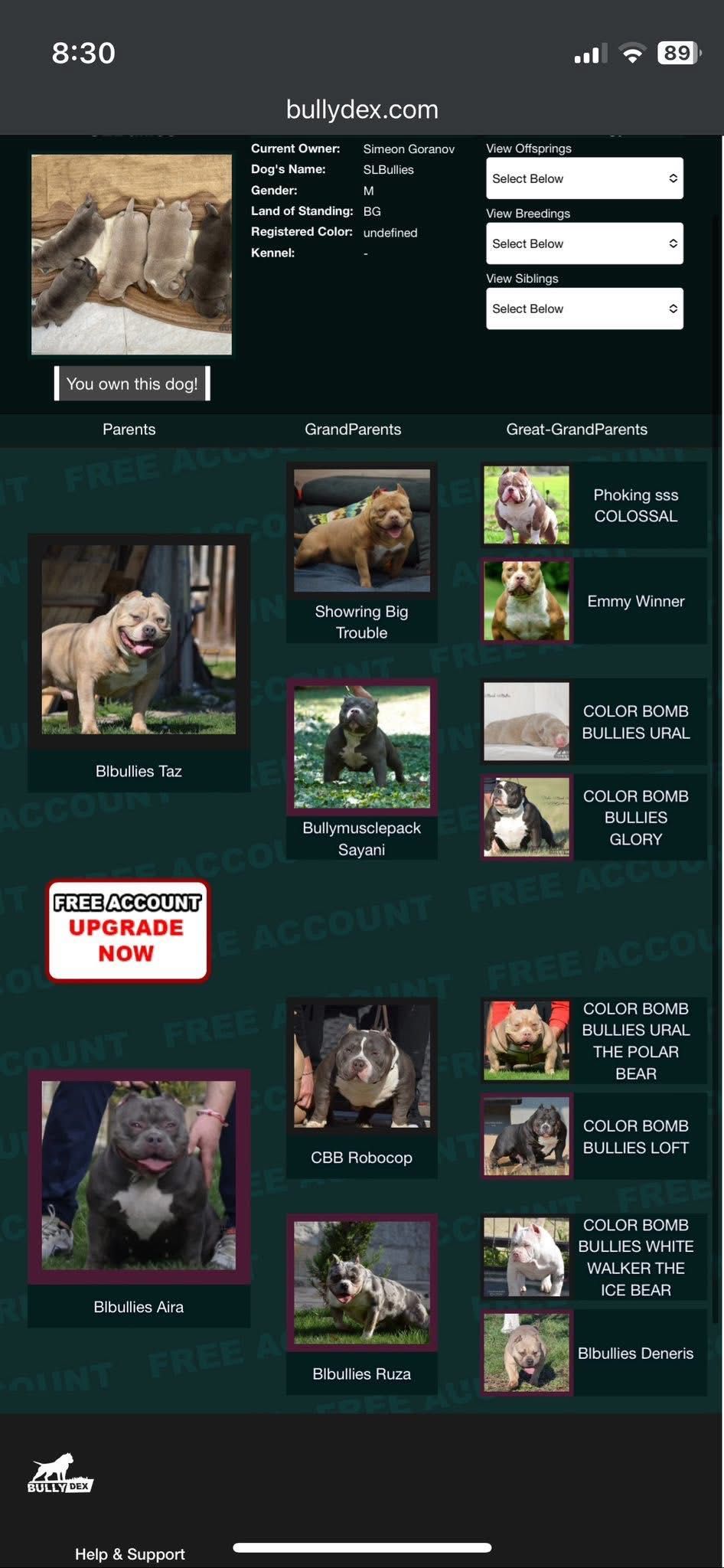 American bully pocket/американско були бебета