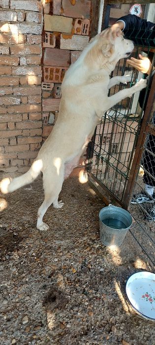 Кавказки вълкодав