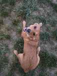Adopt-ma! Fetita, 6 luni